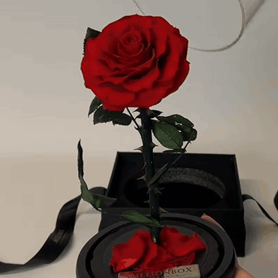gif — Trandafir Etern în Cupolă de Sticlă